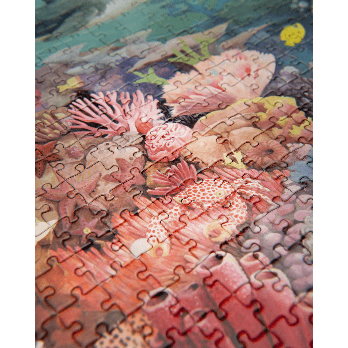 Close-up of interlocking pieces in Moulin Roty Coral Reef 1000-piece puzzle showing pink corals and spotted fish