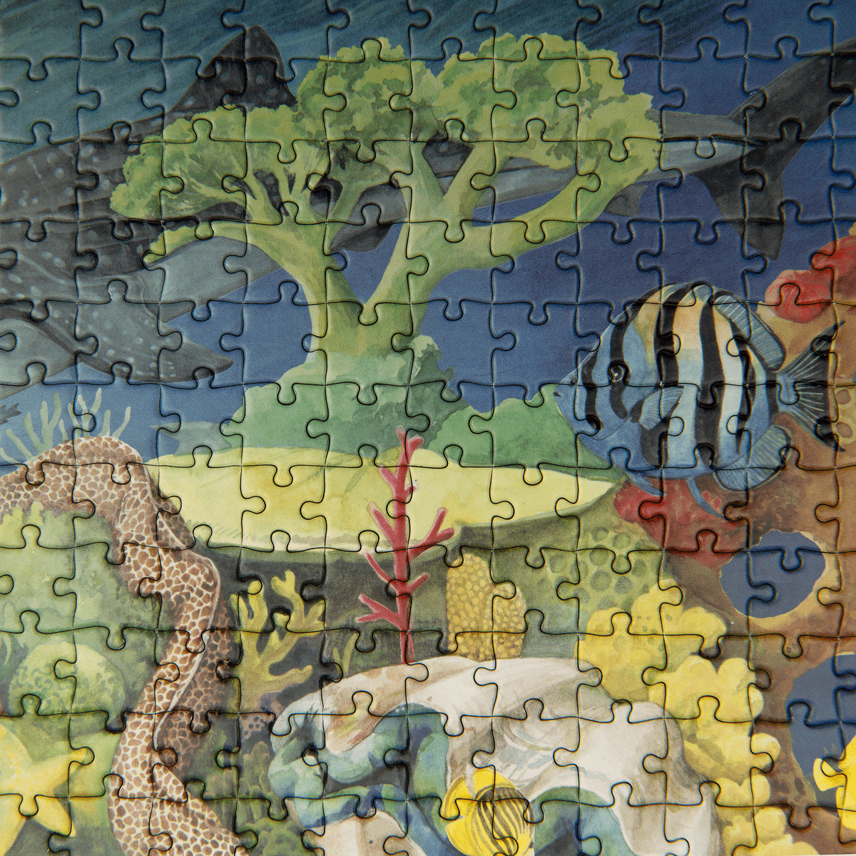 Detail of striped angelfish and green branching coral in the assembled 1000-piece Moulin Roty ocean puzzle